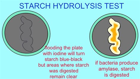 MICROBIOLOGY: STARCH HYDROLYSIS TEST - YouTube