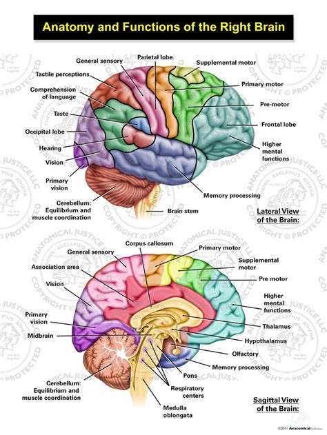 [DIAGRAM] Caterpillar Anatomy Diagram - MYDIAGRAM.ONLINE