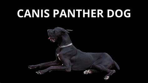 Canis Panther Dog Care, Info & Characteristics – animalfoodplanet