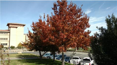 Texas red oak – Quercus buckelyi – West Texas Urban Forestry Council