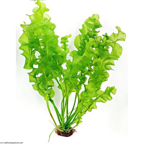 Aponogeton ulvaceus BULB - Seahorse Aquariums Ltd