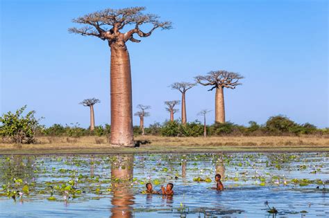 African baobab tree: how one plant creates an entire habitat | One Earth