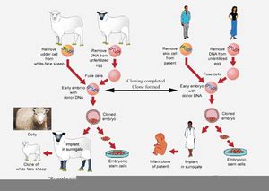 Human Cloning Process | Free Images at Clker.com - vector clip art ...