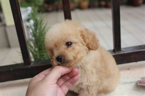 LovelyPuppy: Apricot Toy Poodle Puppy@RM599 ONLY!!!