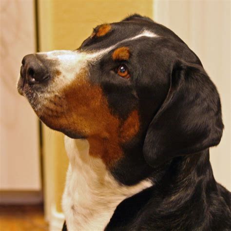 Greater Swiss Mountain Dog Information - Dog Breeds at thepetowners