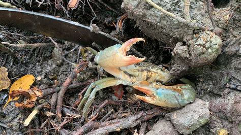 Big crab catching - Amazing day for finding the mud crab in the sea ...