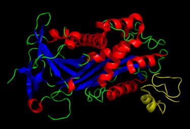 Vitronectin - Wikipedia