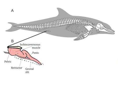 Gran roble Isaac rodillo humpback whale anatomy diagram río codicioso ...