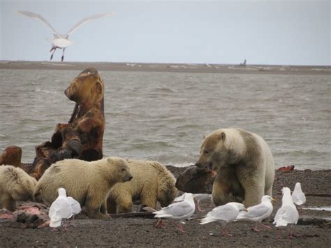 Kaktovik Polar Bear Conservation Project – Part 1 – Friends of Alaska ...