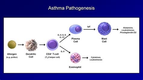 Asthma and COPD - Pathogenesis and Pathophysiology - YouTube