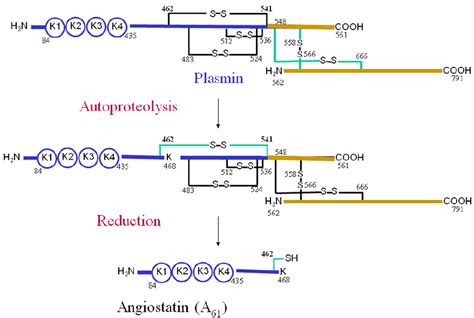 Molecular model for AIIt plasmin reductase function. Plasmin catalyzes ...