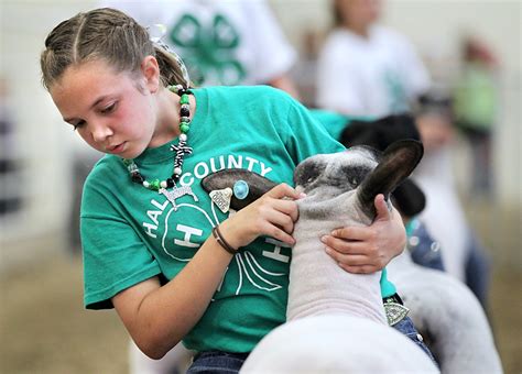 Don't be sheepish: Showmanship is all about looking good | News ...