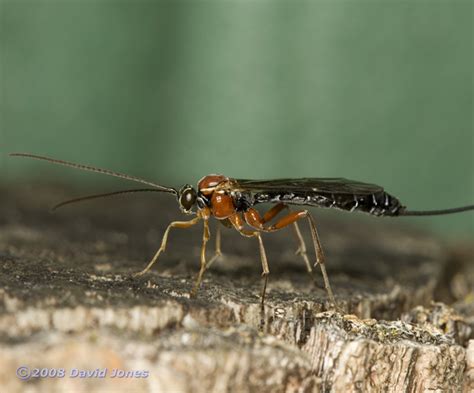 Ichneumon fly on log, 2 September 2008