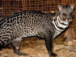 Malabar large spotted civet - Alchetron, the free social encyclopedia