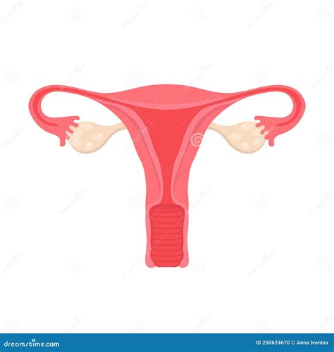 Anatomy Of The Female Reproductive System. Diagram Of The Location Of ...