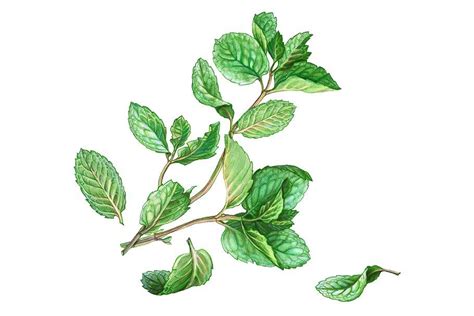 Mint Leaves & Stems Pencil Drawing | Herbs illustration, Pencil ...