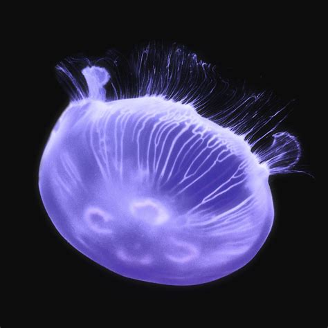 Purple jellyfish, sea animal design | Free Photo - rawpixel