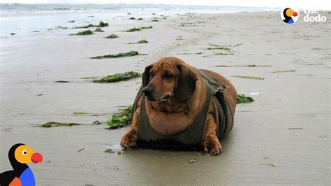 Obese Dachshund loses 50 pounds – Like For Real Dough