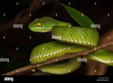 Trimeresurus albolabris, the white-lipped pit viper, is a venomous pit ...