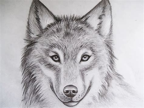 Free Wolf Drawings, Download Free Wolf Drawings png images, Free ...