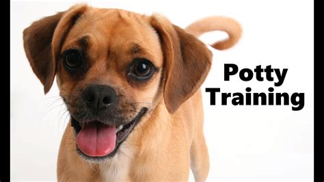 potty training a puggle puppy ~ best way to train dogs