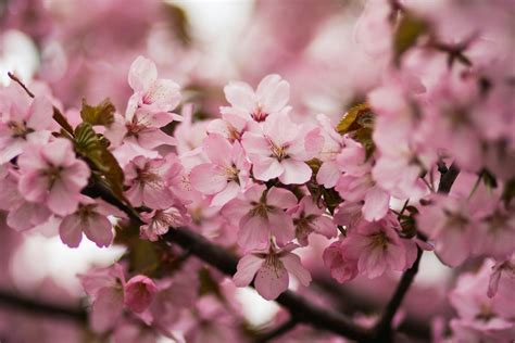 Pink Cherry Blossoms · Free Stock Photo