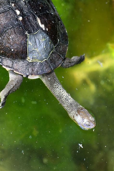 Tortuga Cuello de Serpiente: ¿Cómo es? ¿Qué debemos saber?