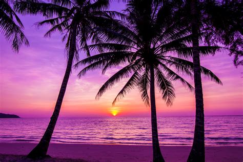 Download Palm Trees Beach Purple Sunset Silhouette Wallpaper ...