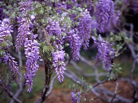 Wisteria Won't Bloom: How To Get A Wisteria To Flower