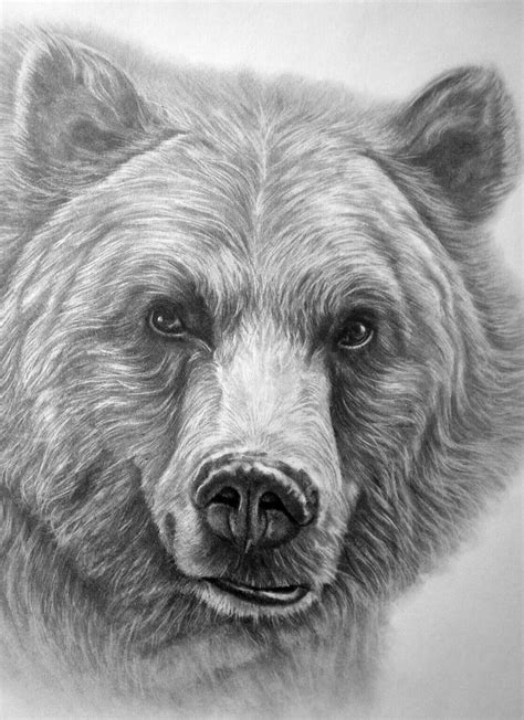 How To Draw A Grizzly Bear Realistic How To Draw | Images and Photos finder