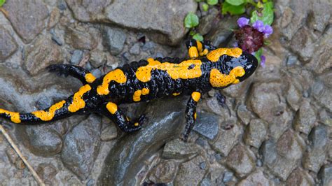 Salamander and Newt | San Diego Zoo Animals & Plants