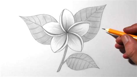 How to Draw a Jasmine Flower for Beginners | Pencil Drawing & Shading ...