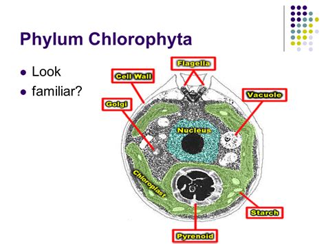 Kingdom Protista part II- Algae - Presentation Biology