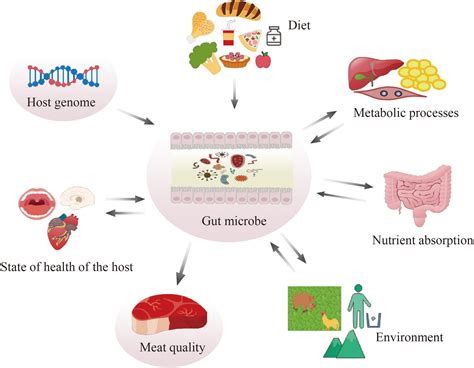 Frontiers | Gut microbiota and meat quality