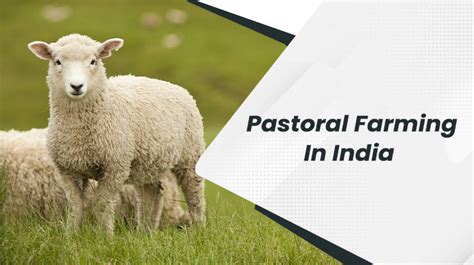 Pastoral Farming – An Ultimate Guide With Complete Details