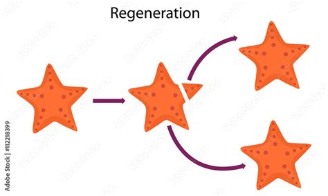 starfish Regeneration Stock Vector | Adobe Stock