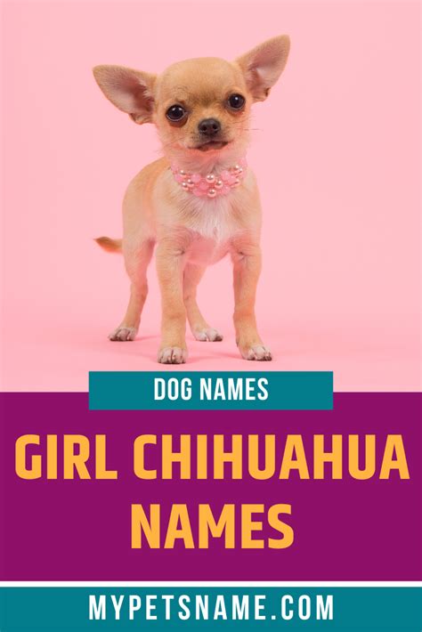 Chihuahua Names Boy - Pets Lovers