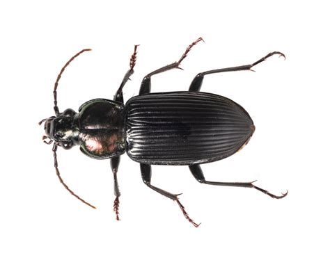 Ground Beetle Identification & Behavior - Ground Beetle Control