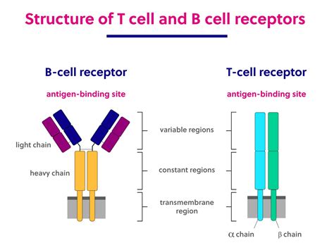 B cell and T cell structure and function | Immunology