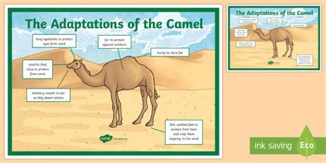 Camel Adaptation A4 Display Poster - Science, UAE, animals