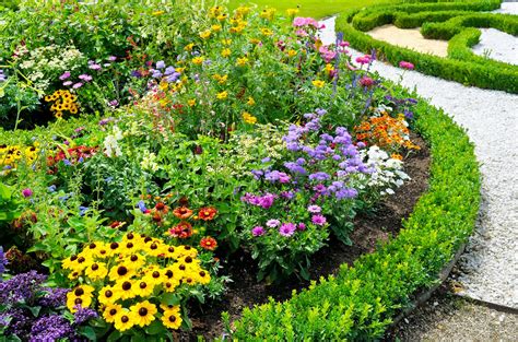 Summer Plants and Flowers in Pakistan - Plants Insider