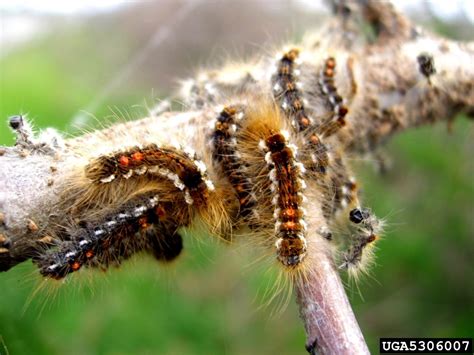 Brown-tail moth (Euproctis chrysorrhoea) - Forest Research