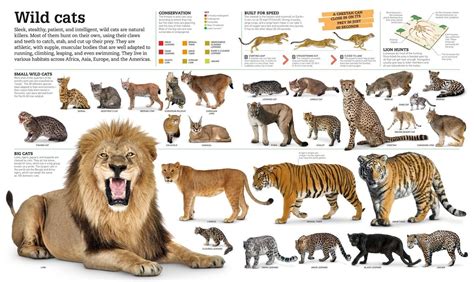 Big Cat Family Names