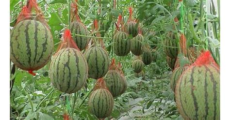 Every garden should have a couple of watermelon plants if space allows ...