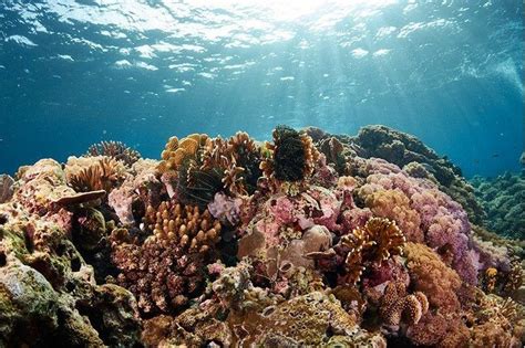 Batangas dive sites reopen | Philstar.com