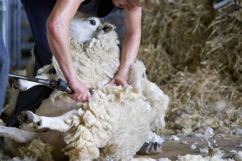 Young farmer shearing sheep for wool in barn – Farm Safety Nova Scotia ...