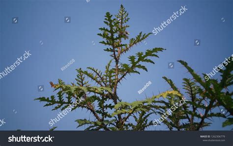 Beautiful Thorn Plant Forest Stock Photo 1262306779 | Shutterstock