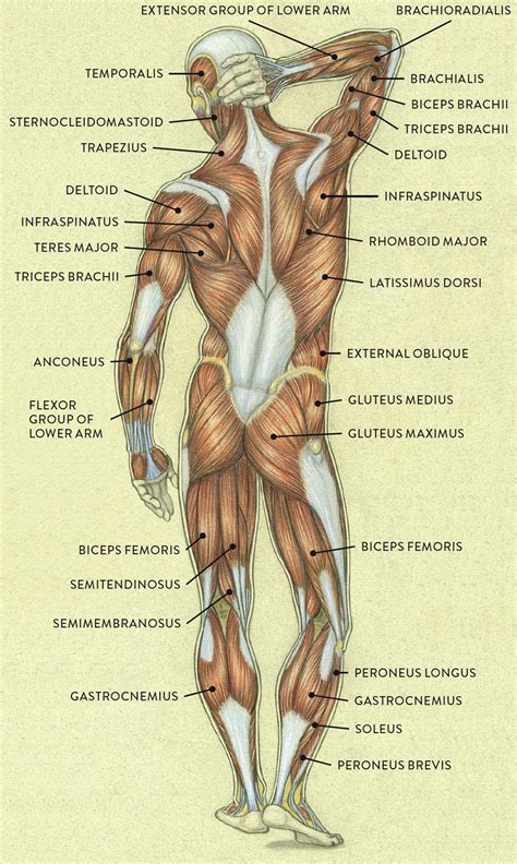 Female Human Body Anatomy Diagram Of Muscles