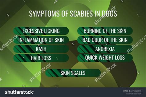 Symptoms Scabies Dogs Vector Illustration Medical Stock Vector (Royalty ...