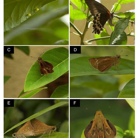 The previous distribution and current observations of Papilio ...